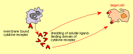 retrokine